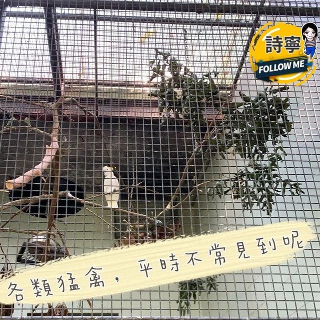 ［原來香港有咁多野生動物］