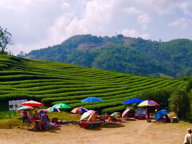 Best tea and scenery in Mar Salong