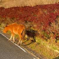 野生の馬が歩いてる"都井岬"