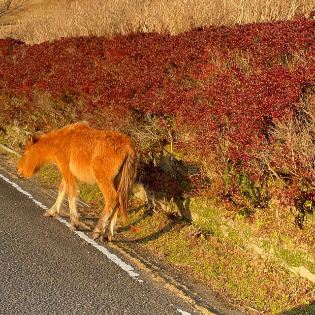 野生の馬が歩いてる"都井岬"