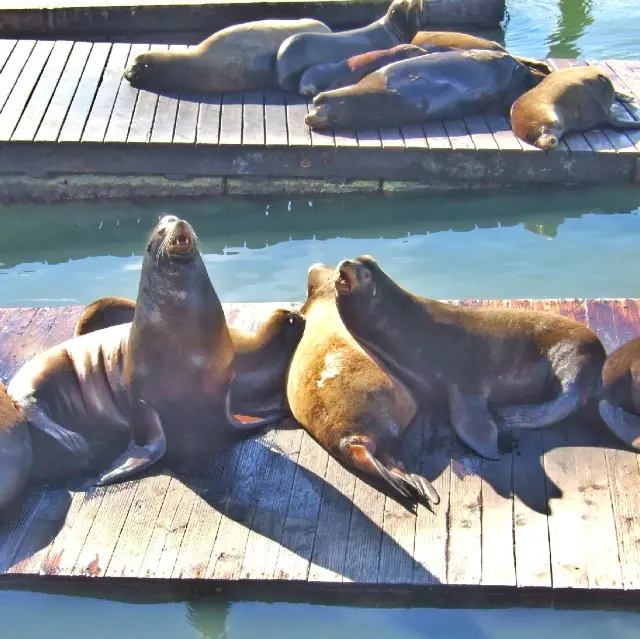 ซานฟรานซิสโก San Francisco สหรัฐอเมริกา