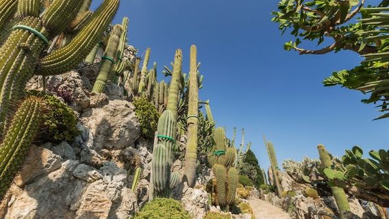 Exotic Garden of Monaco