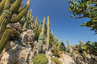 Exotic Garden of Monaco