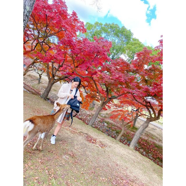 「日本奈良公園」 必看紅葉，仲有門票free哦！