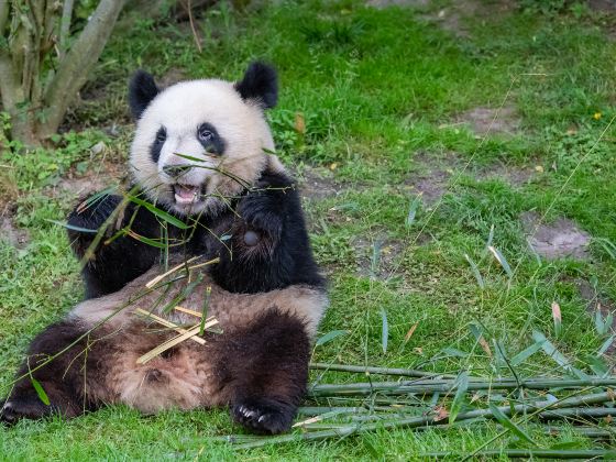 南通森林野生動物園