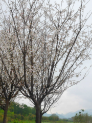 Chuntianhuahuaying Garden