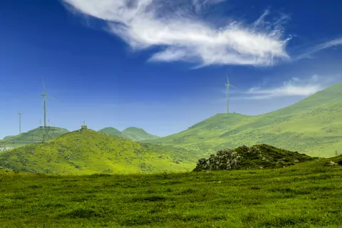 Baicao Fields