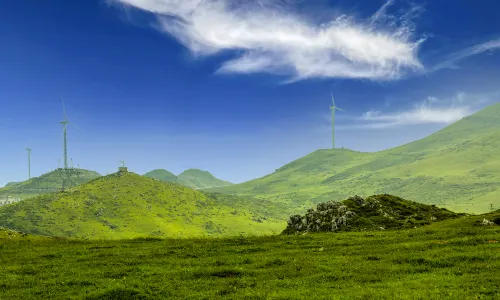 Baicao Fields