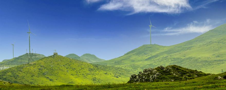 Baicao Fields