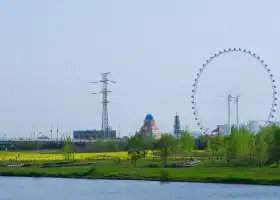 Rape Flower Sea