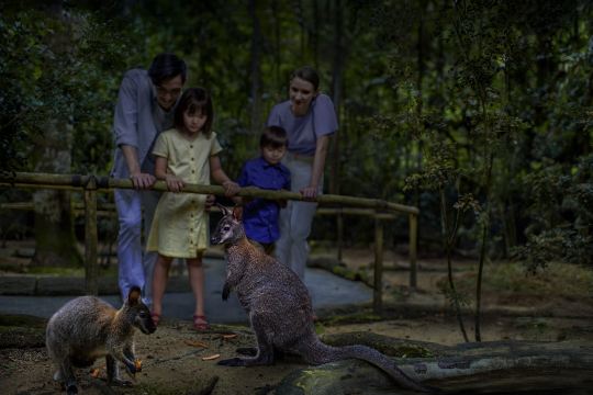 シンガポールのナイトサファリは何時に行くのがおすすめ？