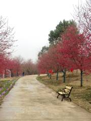 Changde Cherry Blossom Garden