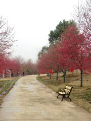 常德櫻花園