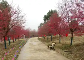 常德櫻花園