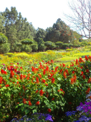 Buddha Garden