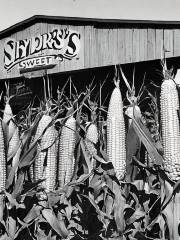 Snyder's Sweet Corn