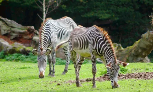 Zoo Salzburg Hellbrunn