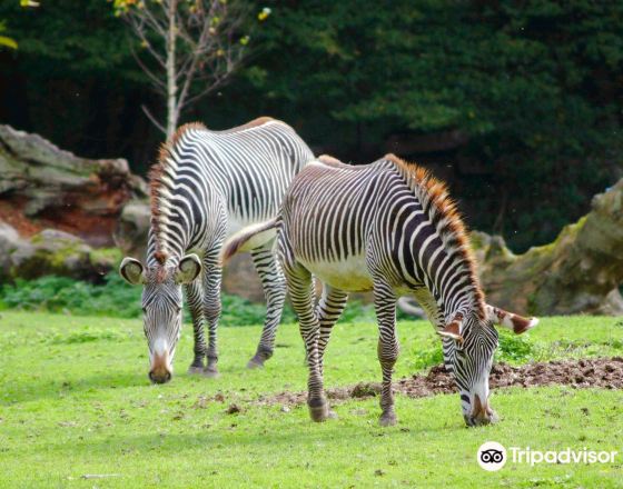阿尼夫 自由行套票