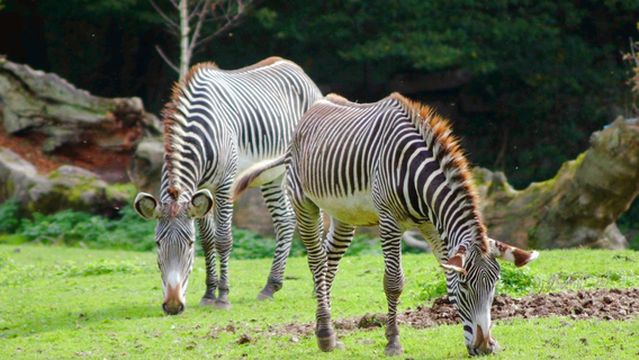 Salzburg Zoo Hellbrunn