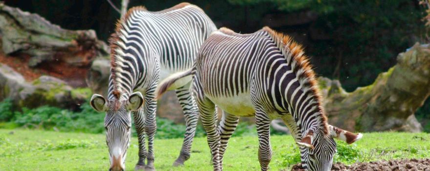 Salzburg Zoo Hellbrunn