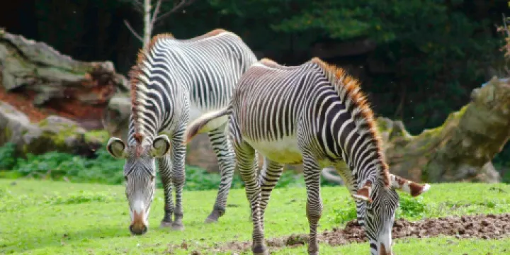 海爾布倫動物園