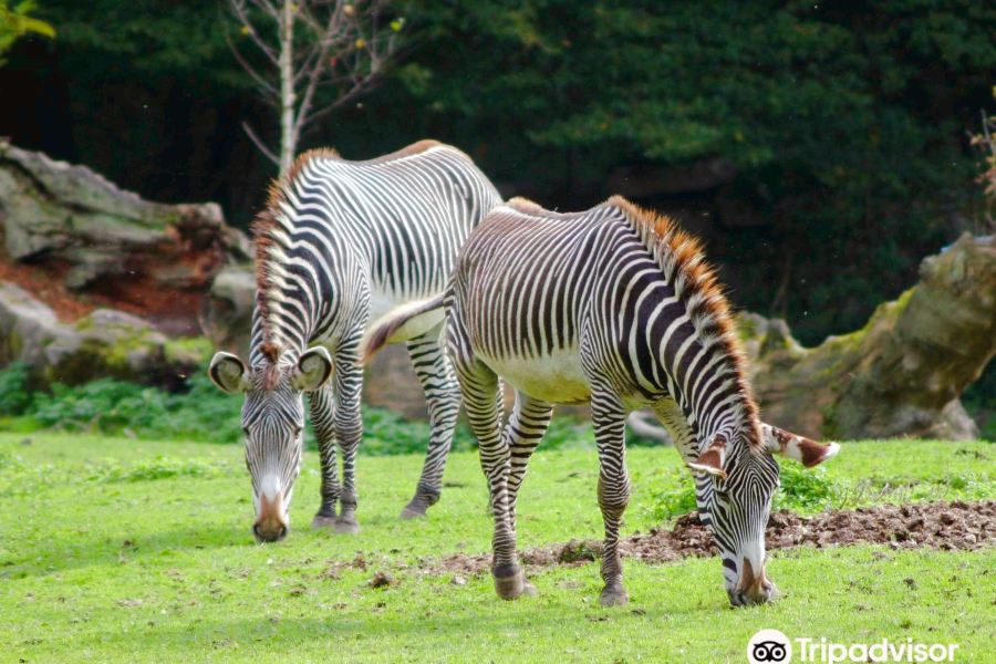 海爾布倫動物園