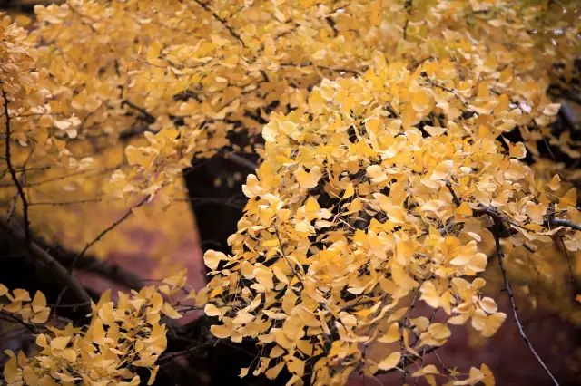 Ginkgo Viewing in Lingchuan