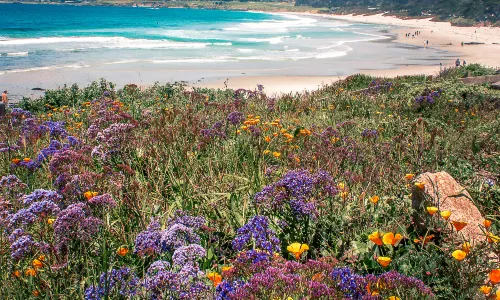 Carmel Beach