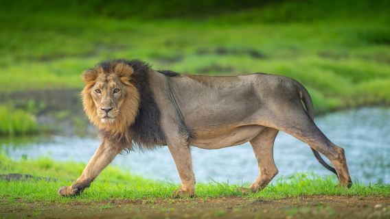Lion & Safari Park