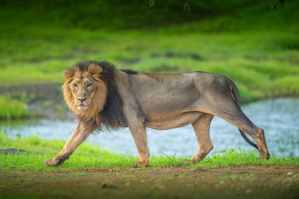 Lion & Safari Park