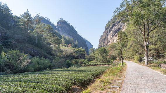 The Rock Tea Trail