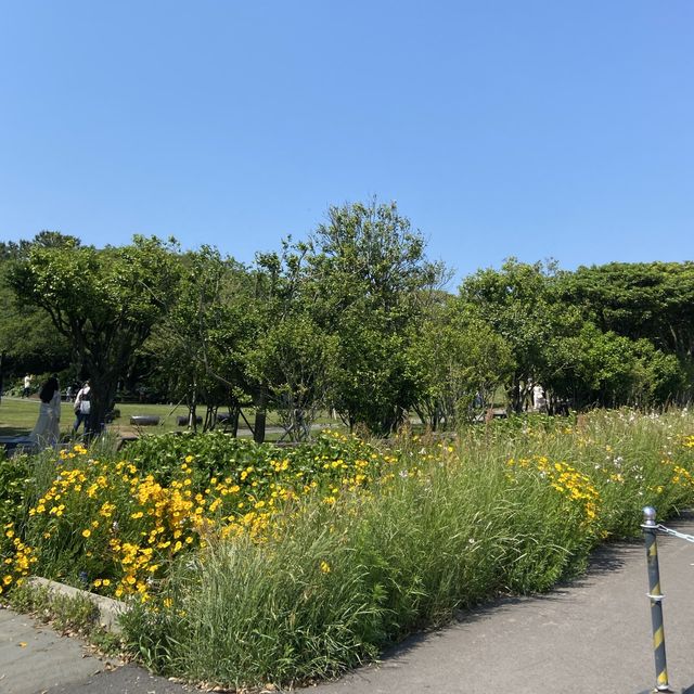 파릇파릇 제주 오설록으로 ~