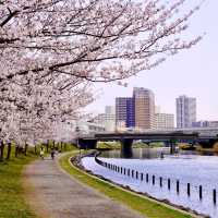 旧中川の桜並木