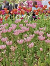 서울숲 튤립축제