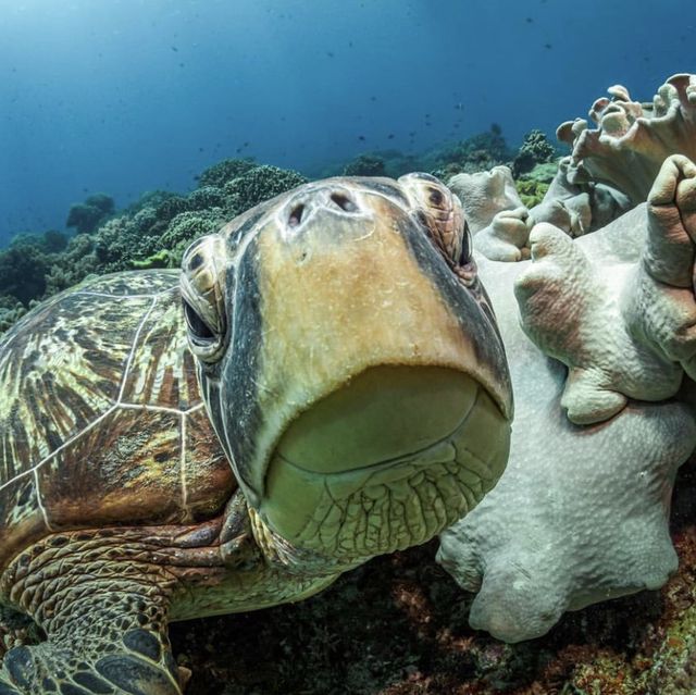 Apo island