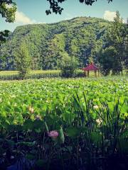 長白縣十六道溝村薰衣草莊園