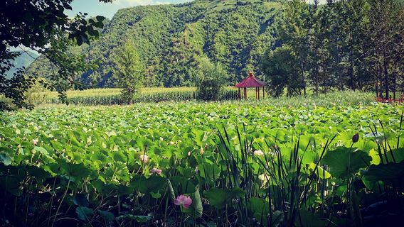 Zhangbaixian Shiliudaogoucun Xunyicao Manor