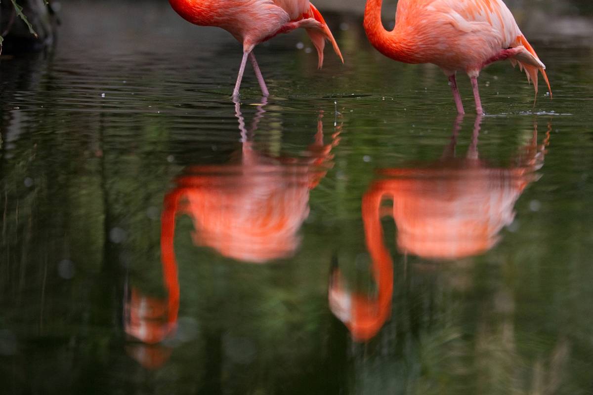 廣州動物園門票