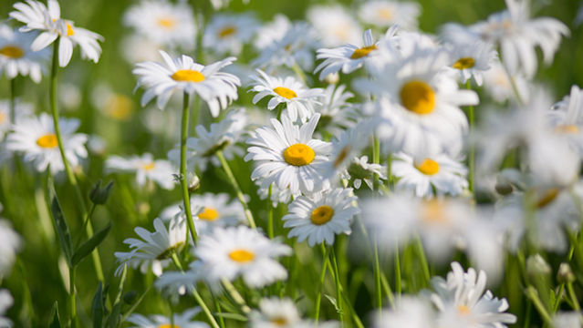 สวนดอกไม้ลุงลพ