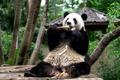 Hainan Tropical Wildlife Park And Botanical Garden
