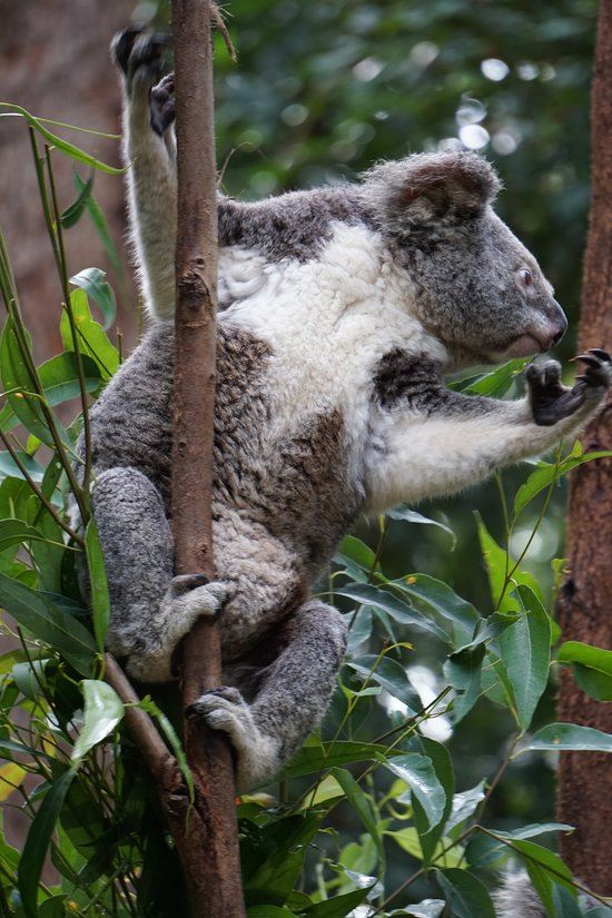 可倫賓野生動物保護區