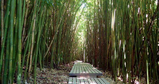 Bamboo Forest