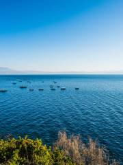 撫仙湖北岸湿地