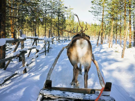 Ewenki Reindeer Park