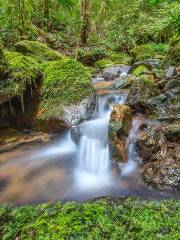 舜皇山國家森林公園