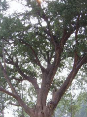 Ginkgo Tree of Han Dynasty