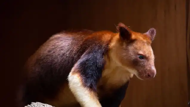雪梨藍山國家公園一日遊【3段纜車丨動物園｜林肯岩丨賓士小團】