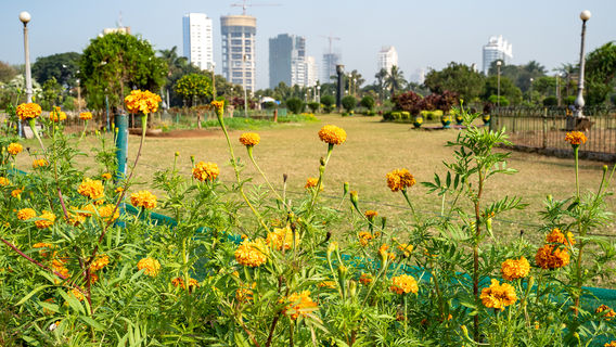 Bombay