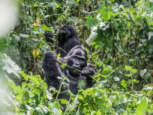 Bwindi Impenetrable Forest National Park