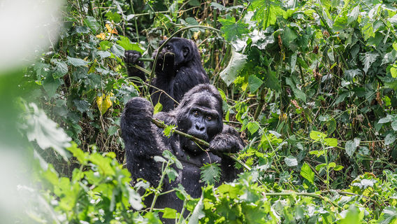 Bwindi Impenetrable Forest National Park